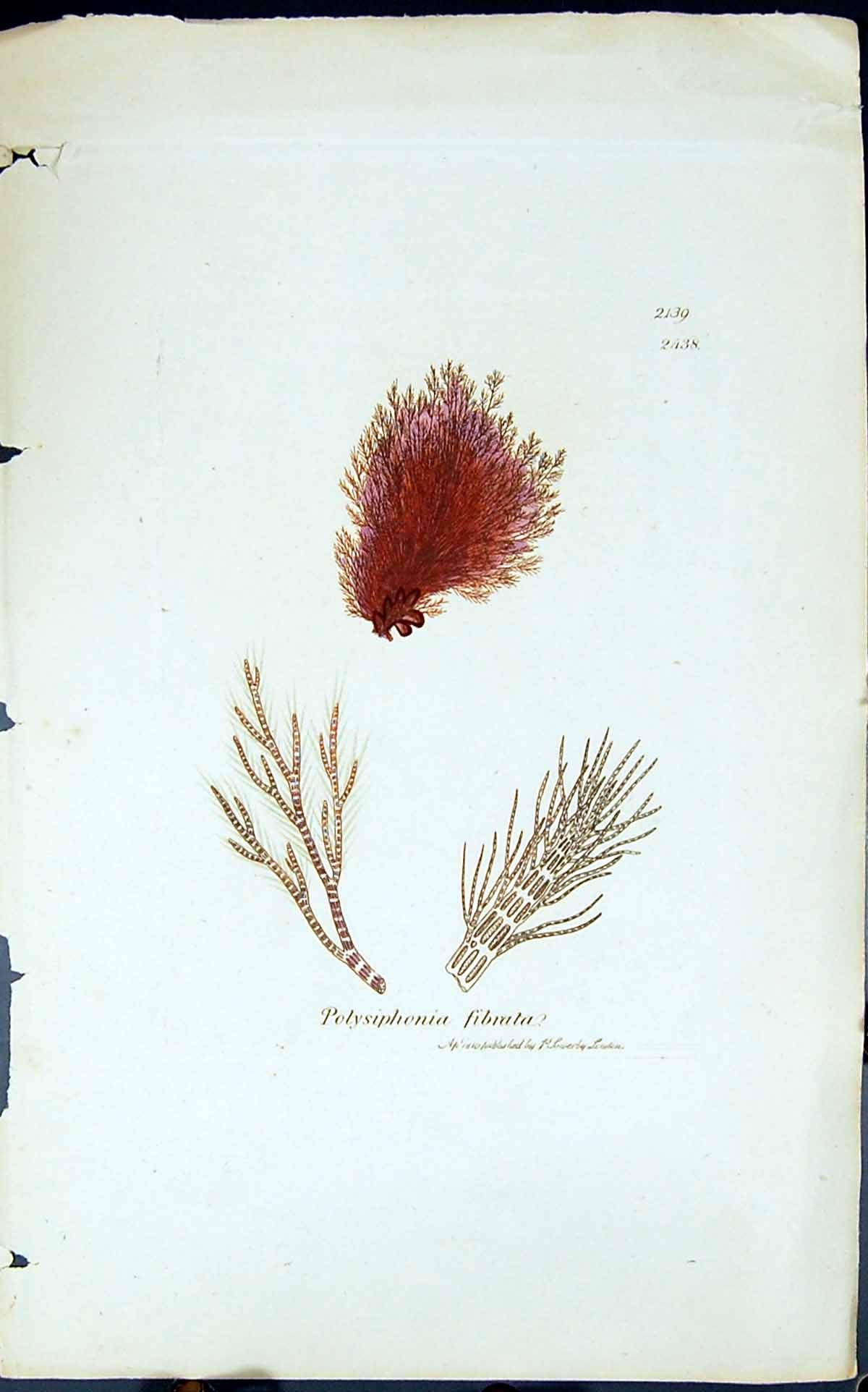 Antique Print Polysiphonia Fibrata 1847 British Plants Sowerby Smith Colour