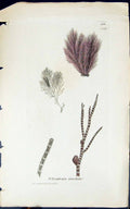 Antique Old Print Polysiphonia Urceolata 1847 British Plants Sowerby Smith 19th