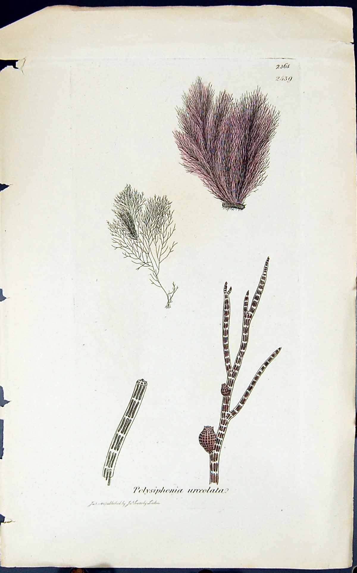 Antique Old Print Polysiphonia Urceolata 1847 British Plants Sowerby Smith 19th