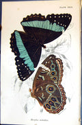 Antique Old Print Morpho Achilles Wyman Allen Nature Kirby Butterflies 1894
