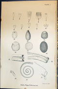 Antique Old Print Allen Nature Kirby Butterflies 1894 Scales Eggs Probosces