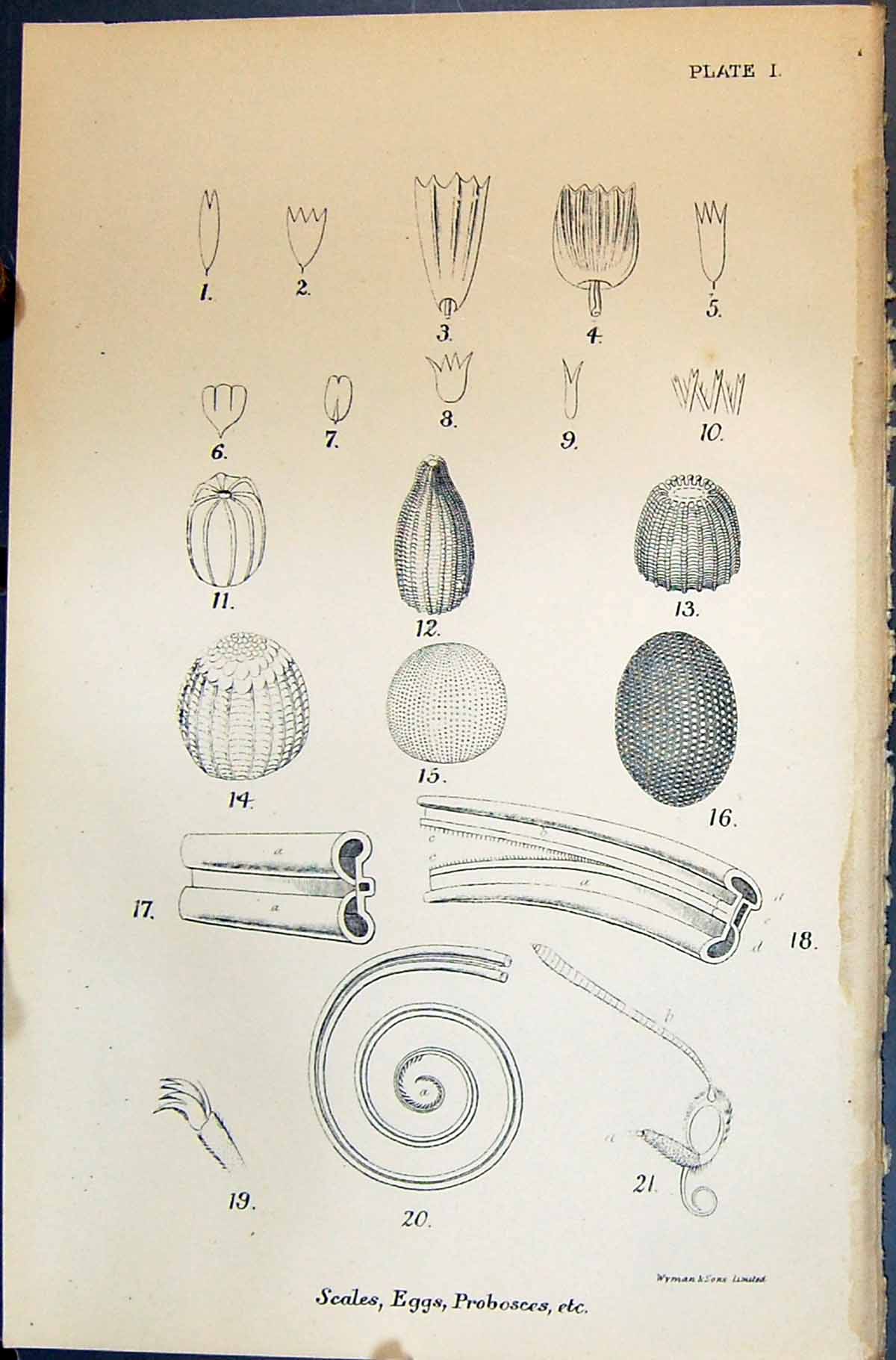 Antique Old Print Allen Nature Kirby Butterflies 1894 Scales Eggs Probosces