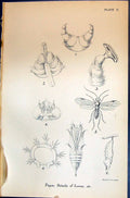 Old Allen Nature Kirby Butterflies 1894 Pupae Details Larvae Insects Victorian