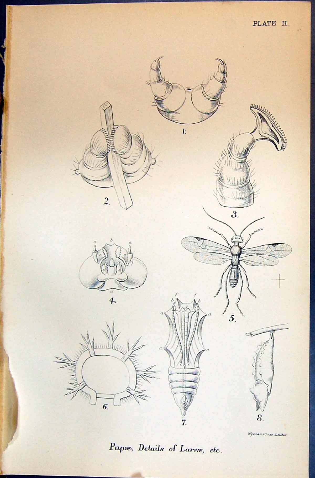 Old Allen Nature Kirby Butterflies 1894 Pupae Details Larvae Insects Victorian
