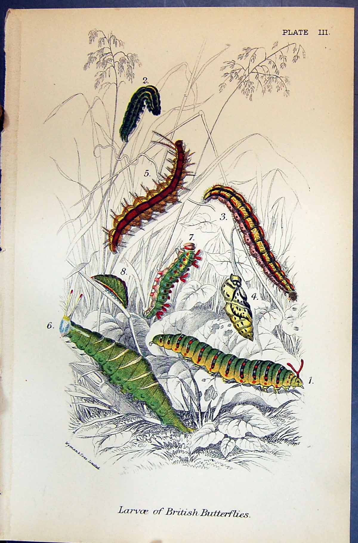 Antique Old Print Larvae British Butterflies Allen Nature Kirby 1894 Colour