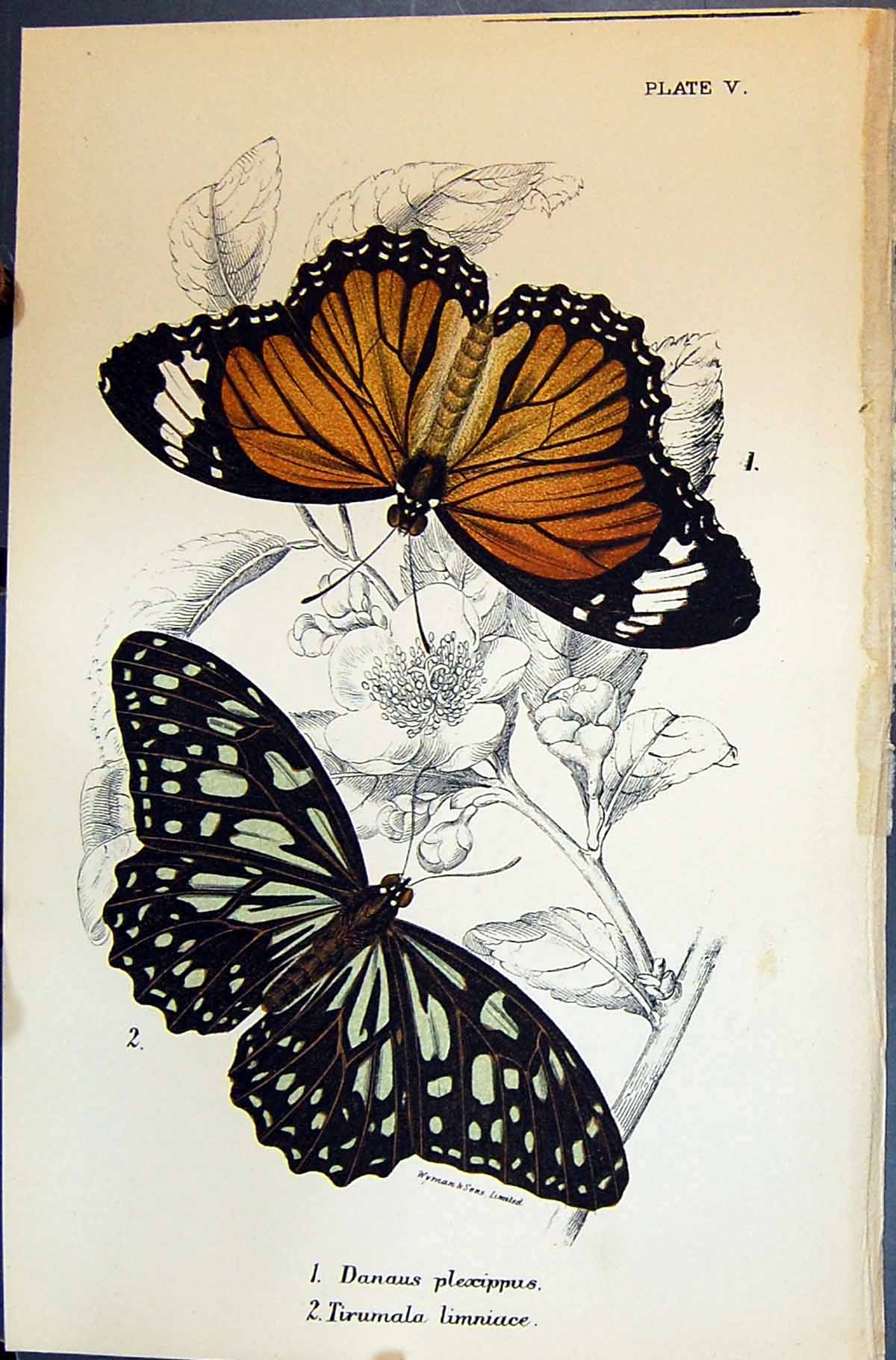 Old Danaus Plexippus Trumala Limniace Allen Nature Kirby Butterflies