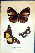 Old Nebroda Lobengula Hirdapa Tellervo Misorensis Allen Kirby Butterf