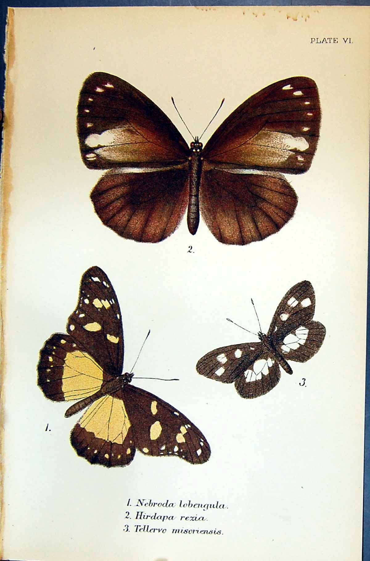 Old Nebroda Lobengula Hirdapa Tellervo Misorensis Allen Kirby Butterf