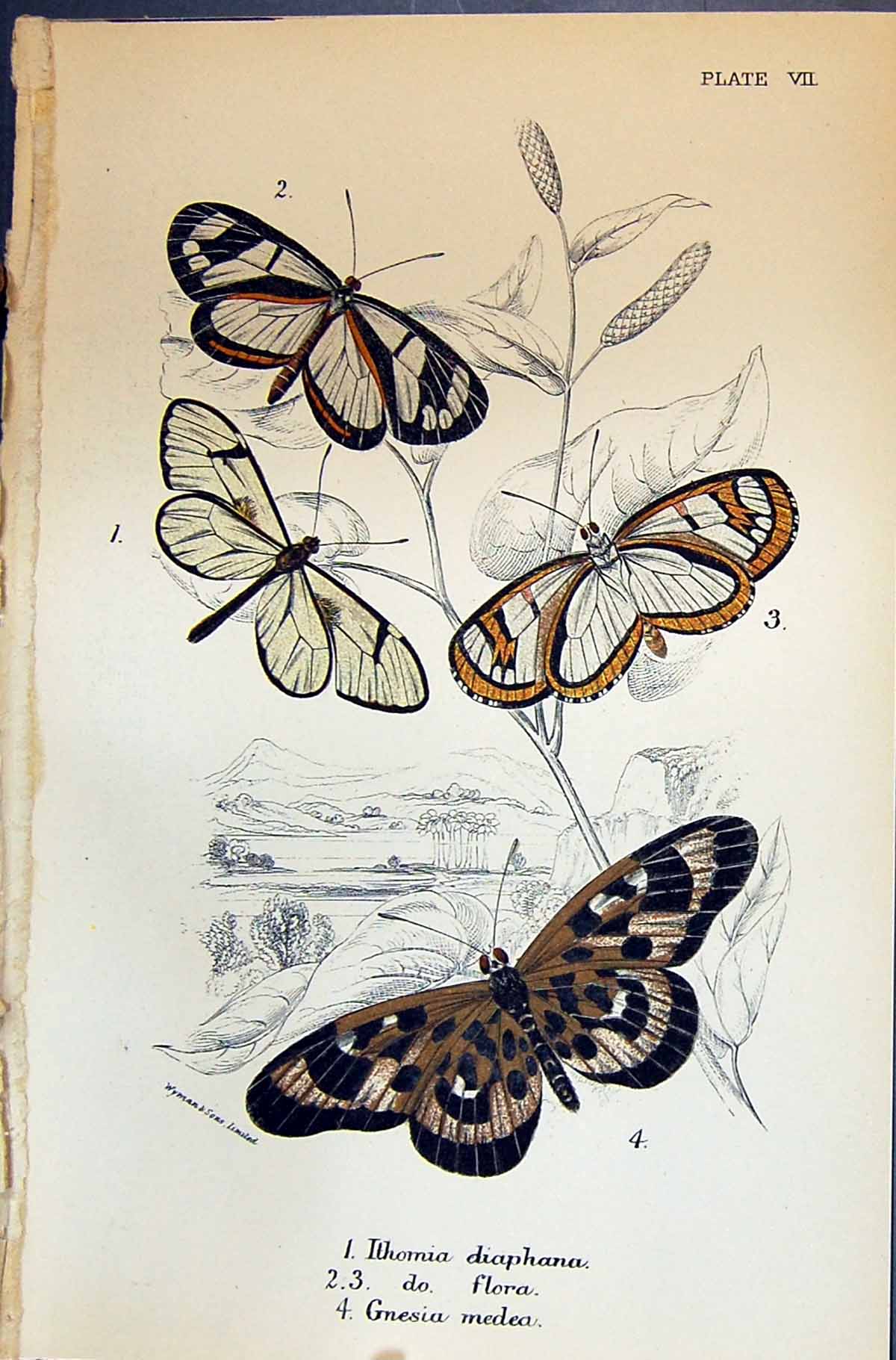 Old Allen Nature Kirby Butterflies 1894 Ithomia Diaphana Flora Gnesia Victorian
