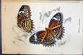 Antique Print Cethosia Mahratta Allen Nature Kirby Butterflies 1894 Colour 19th