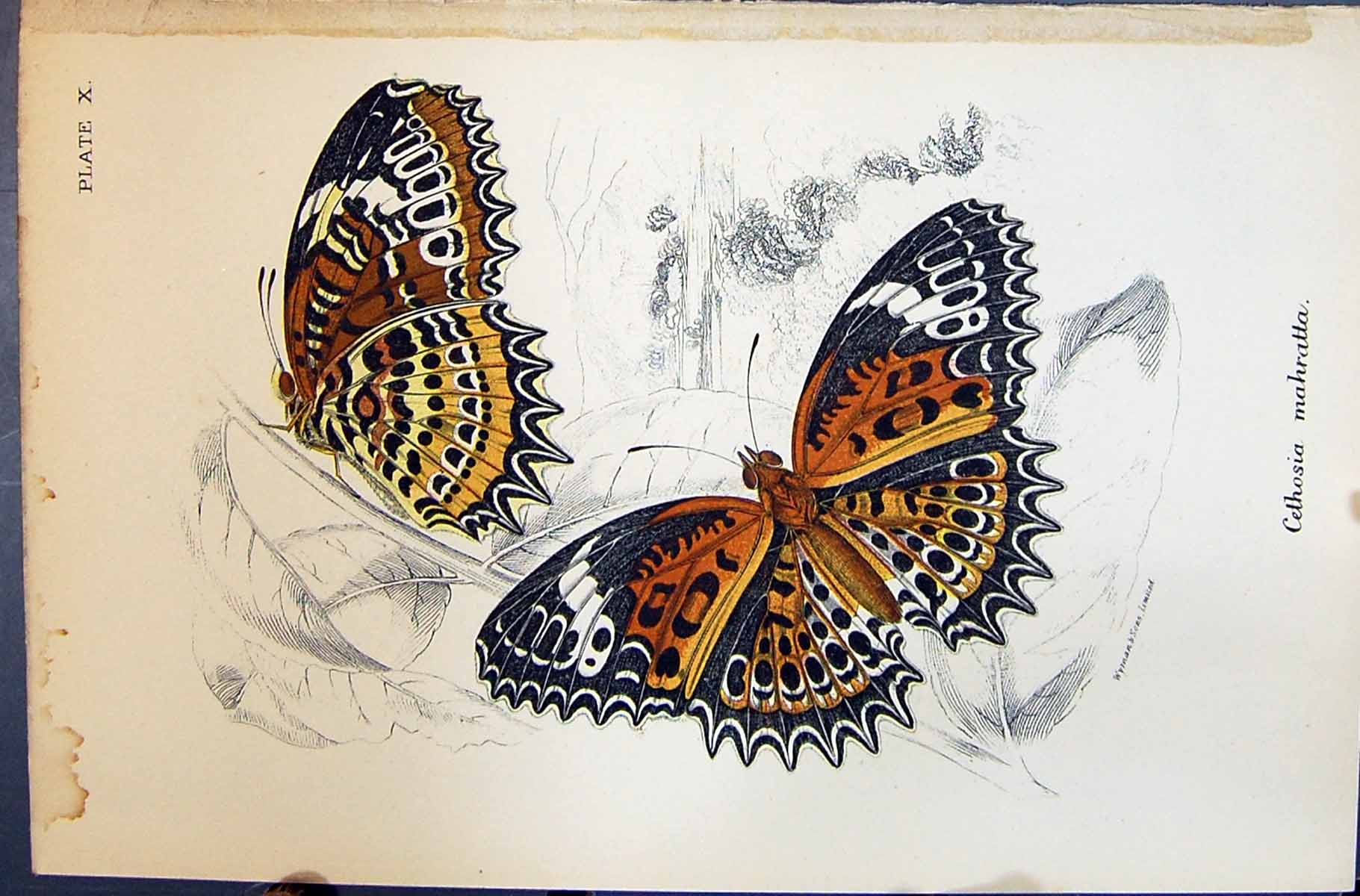 Antique Print Cethosia Mahratta Allen Nature Kirby Butterflies 1894 Colour 19th