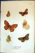 Old Argynnis Melitaea Athalia Brenthis Dia Allen Nature Kirby Butterf