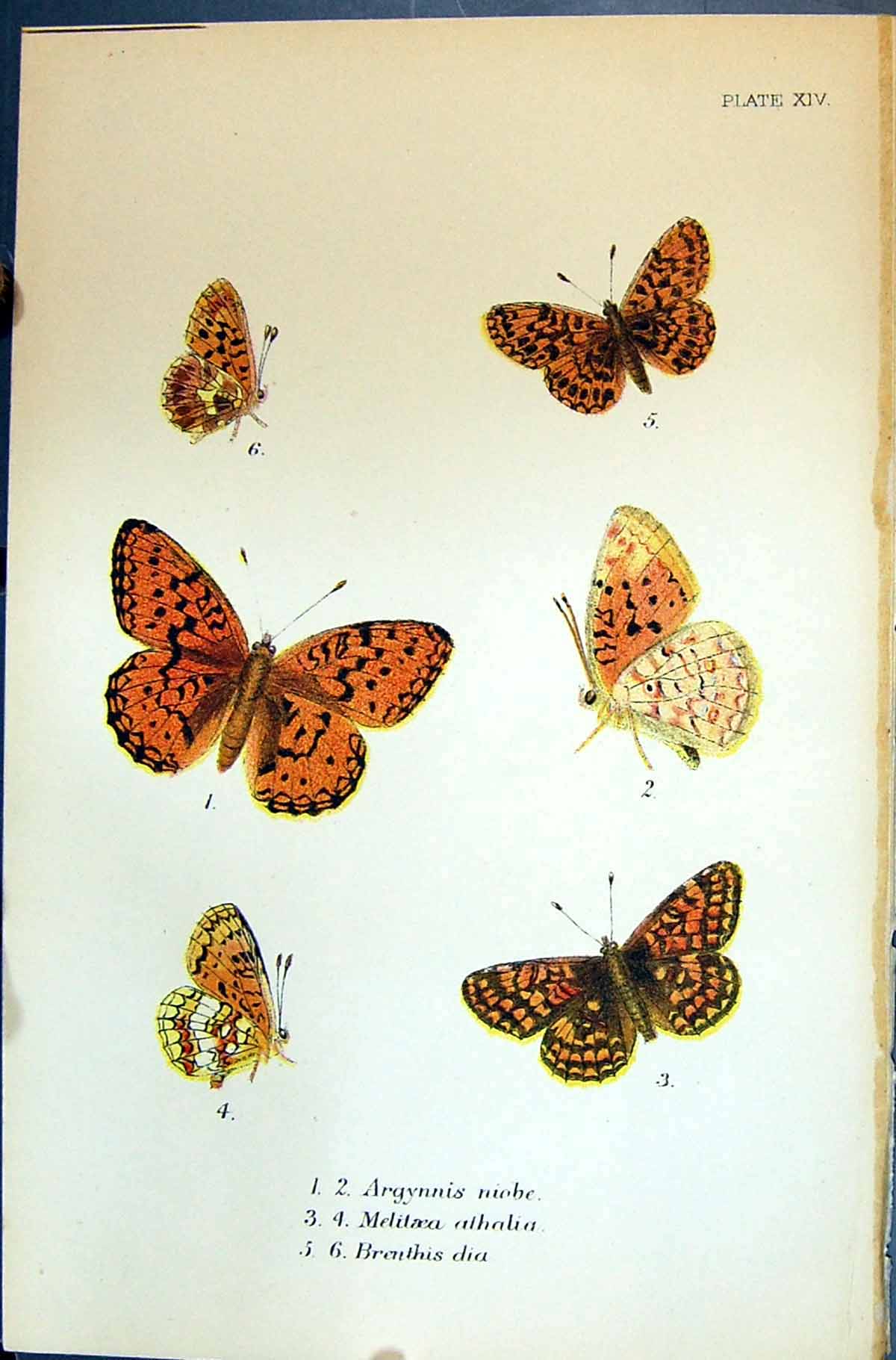 Old Argynnis Melitaea Athalia Brenthis Dia Allen Nature Kirby Butterf