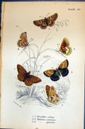 Old Brenthis Selene Melitoea Aurinia Pyronia Allen Nature Kirby Butte