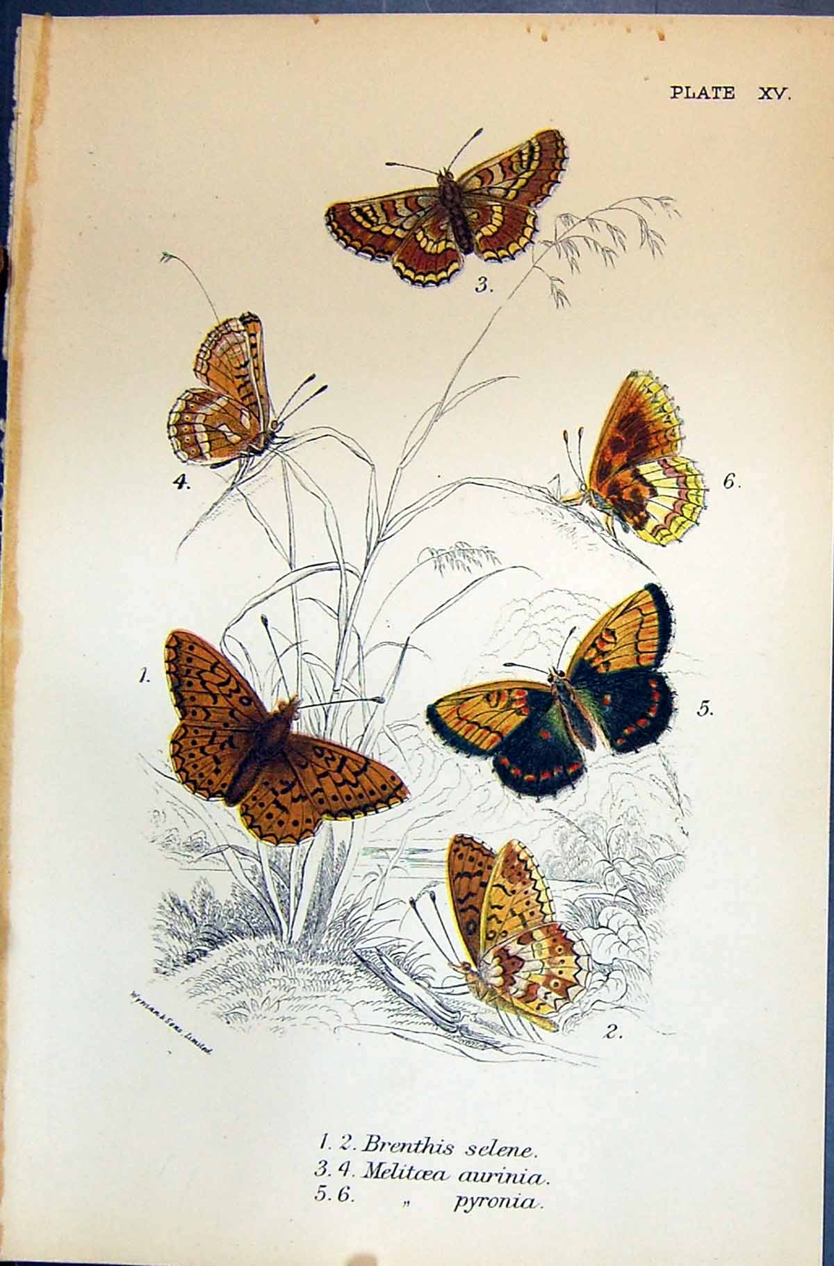 Old Brenthis Selene Melitoea Aurinia Pyronia Allen Nature Kirby Butte