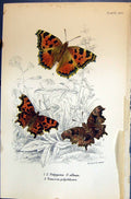 Old Polygonia Album Vanessa Polychloros Allen Nature Kirby Butterflie