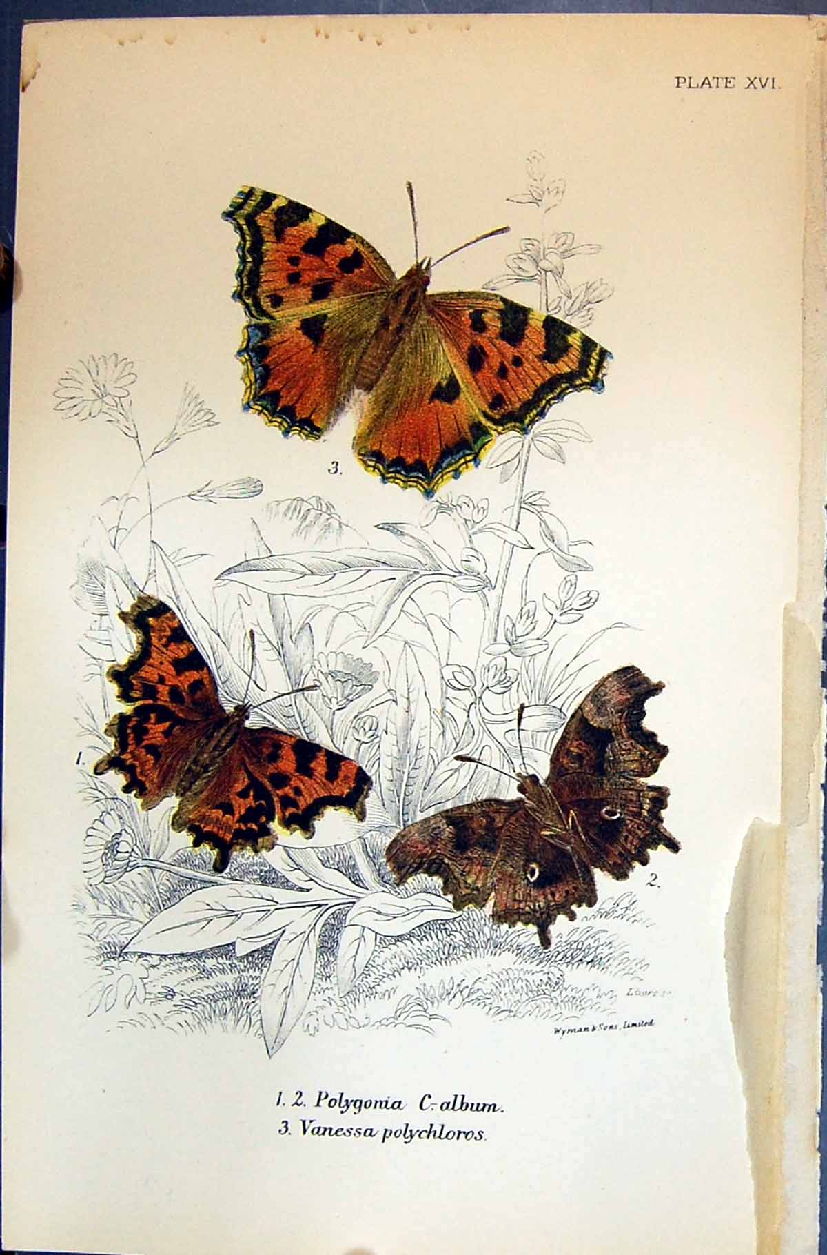 Old Polygonia Album Vanessa Polychloros Allen Nature Kirby Butterflie