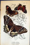 Old Allen Kirby Butterflies 1894 Cynthia Juliana Anartia Amalthea Jun Victorian