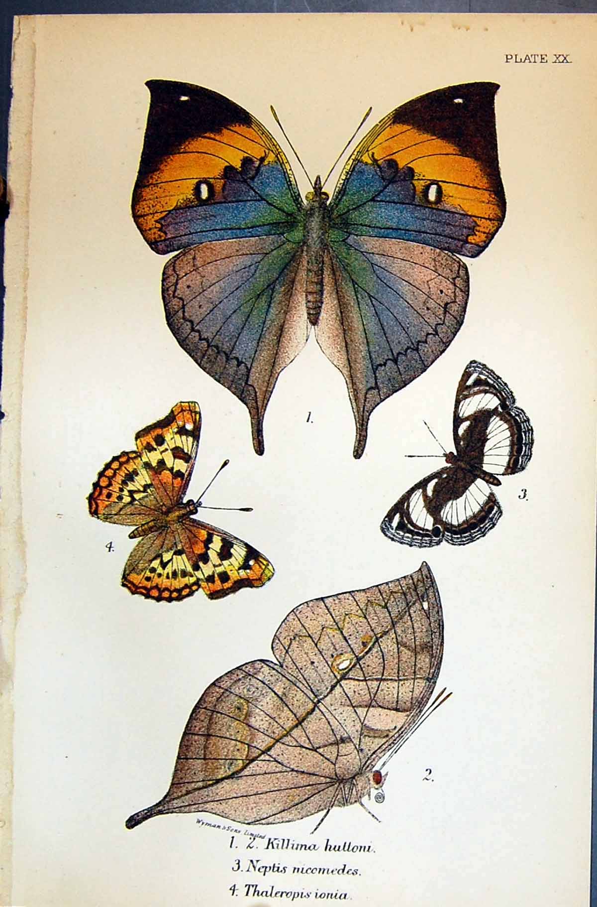 Old Allen Kirby Butterflies 1894 Killuma Huttoni Neptis Nicomedes Tha Victorian