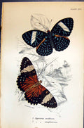 Old Print Ageronia Arethusa Amphinome Allen Nature Kirby Butterflies 1894 19th