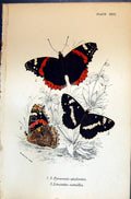 Old Pyrameis Atalanta Limenitis Camilla Allen Nature Kirby Butterflie