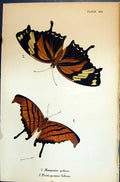 Old Marpesia Peleus Protogonius Fabius Allen Nature Kirby Butterflies