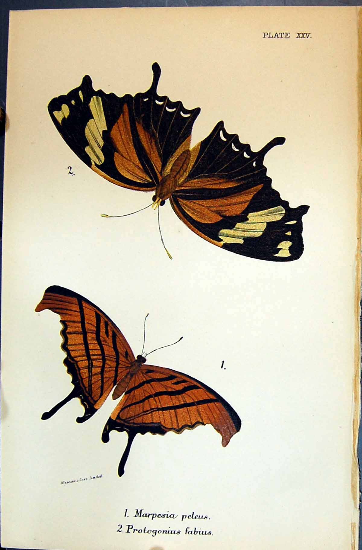Old Marpesia Peleus Protogonius Fabius Allen Nature Kirby Butterflies