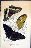 Old Charaxes Tiridates Etheocles Allen Nature Kirby Butterflies 1894 Victorian