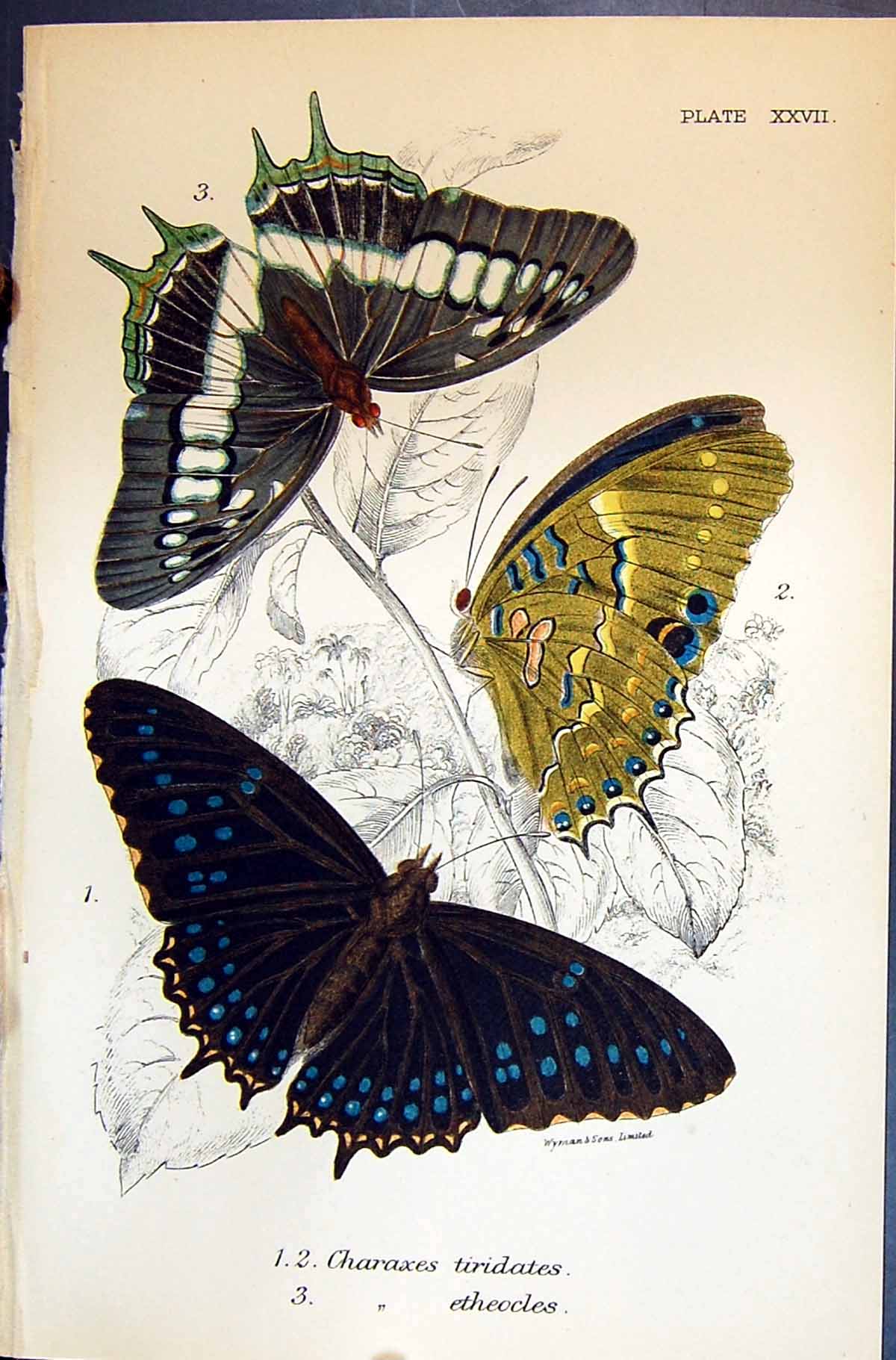 Old Charaxes Tiridates Etheocles Allen Nature Kirby Butterflies 1894 Victorian