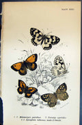 Old Melanargia Galathea Pararge Epinephile Tithonus Allen Kirby Butte