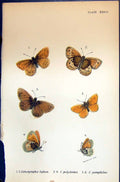 Old Coenonympha Tiphon Polydama Pamphilus Allen Nature Kirby Butterfl