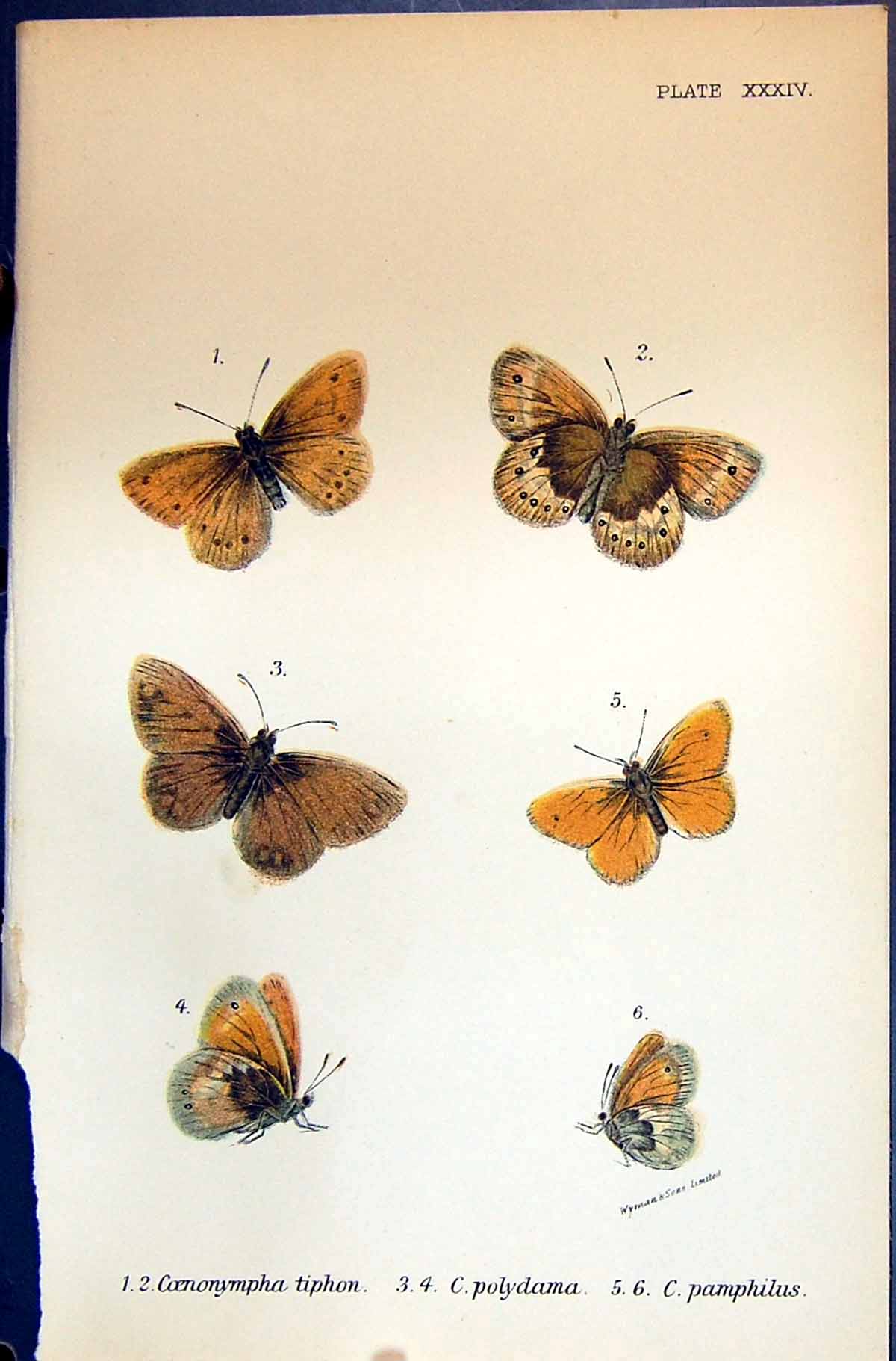 Old Coenonympha Tiphon Polydama Pamphilus Allen Nature Kirby Butterfl