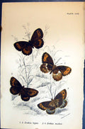 Antique Print Allen Nature Kirby Butterflies 1894 Erebia Ligea Erebia Medea