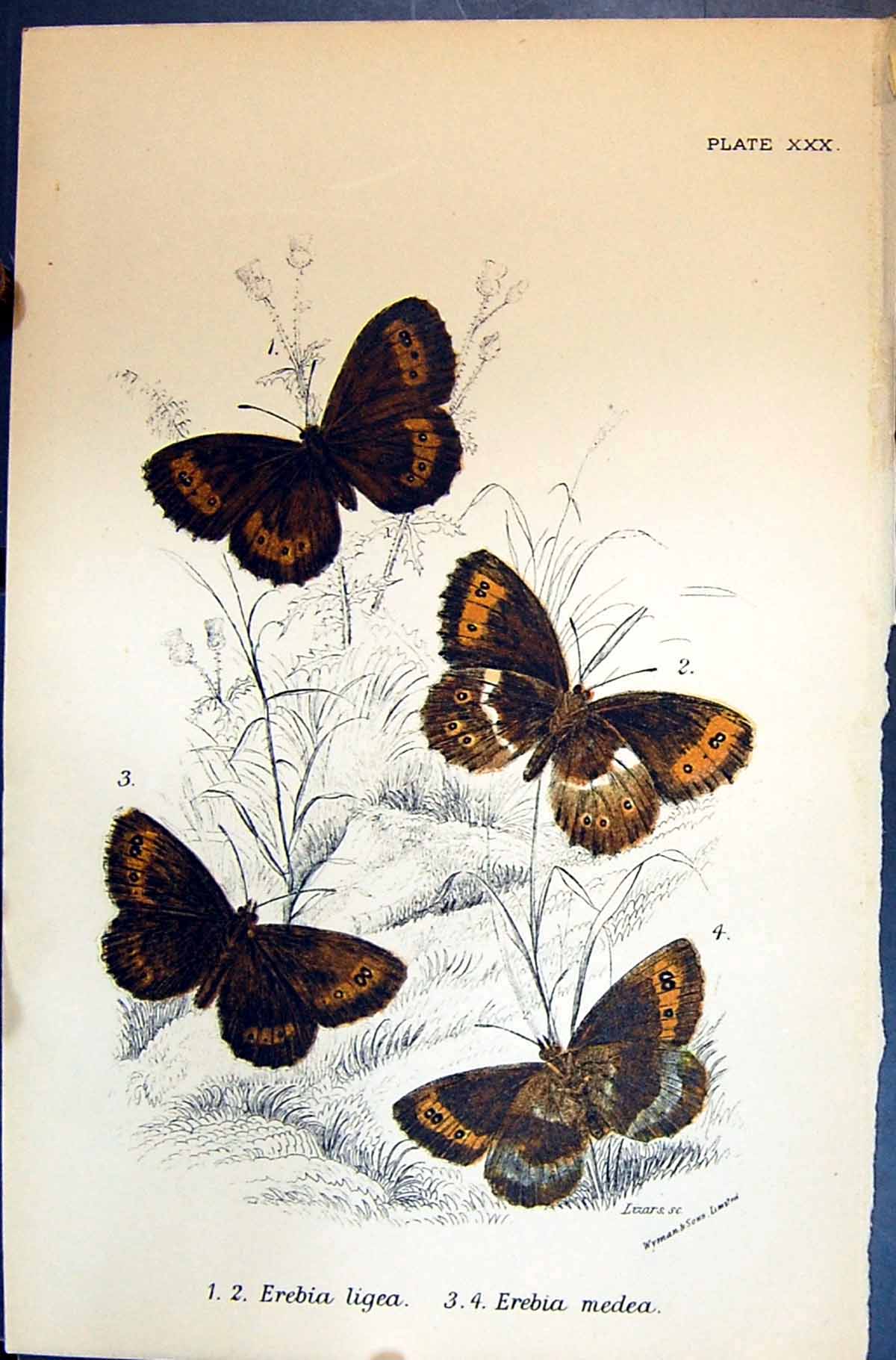 Antique Print Allen Nature Kirby Butterflies 1894 Erebia Ligea Erebia Medea