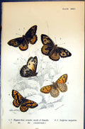 Old Hipparchia Semele Satyrus Male Megaera Allen Nature Kirby Butterf
