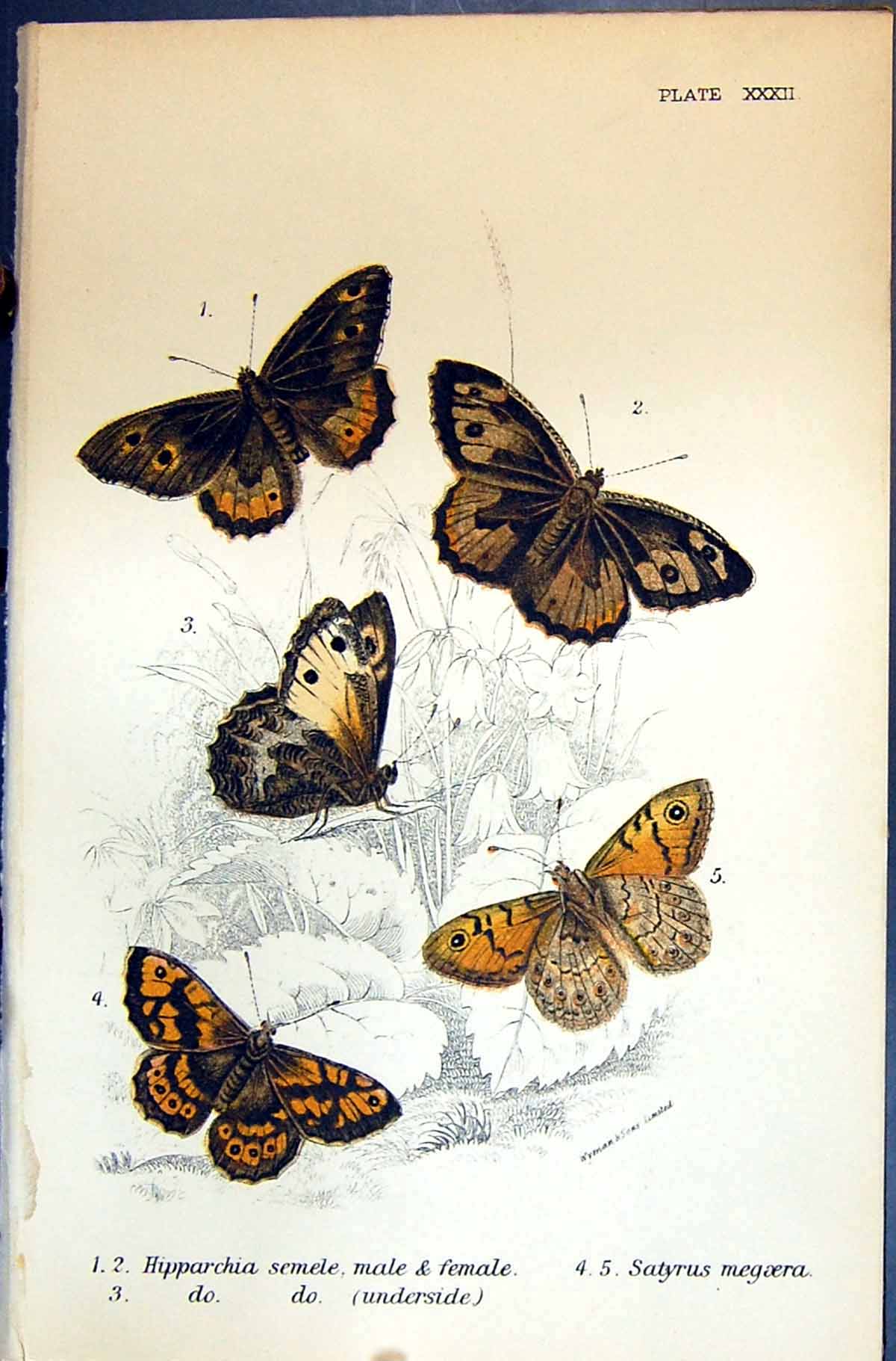 Old Hipparchia Semele Satyrus Male Megaera Allen Nature Kirby Butterf