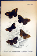 Old Allen Nature Kirby Butterflies 1894 Epinephile Janira Erebia Cass Victorian