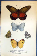 Old Pierella Ceryce Allen Kirby Butterflies 1894 Argyrophorus Ypthima Victorian