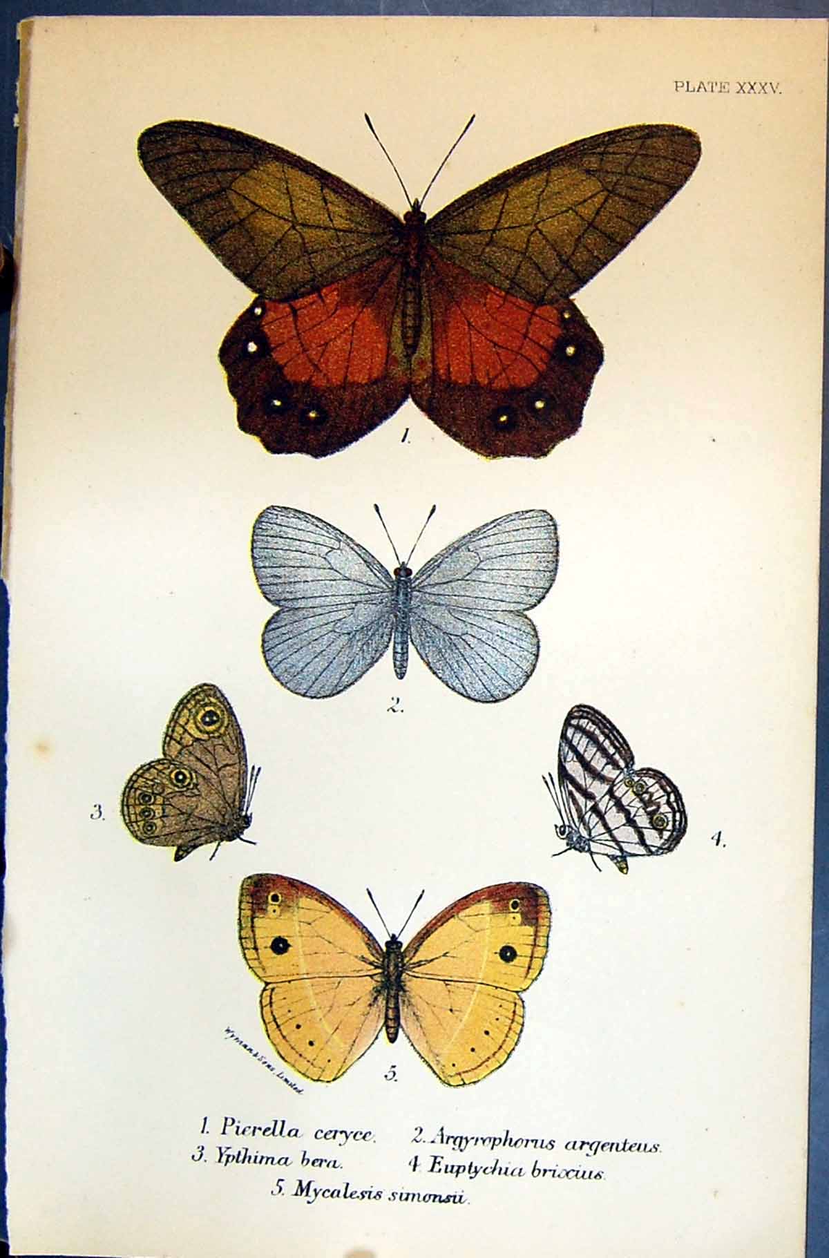 Old Pierella Ceryce Allen Kirby Butterflies 1894 Argyrophorus Ypthima Victorian