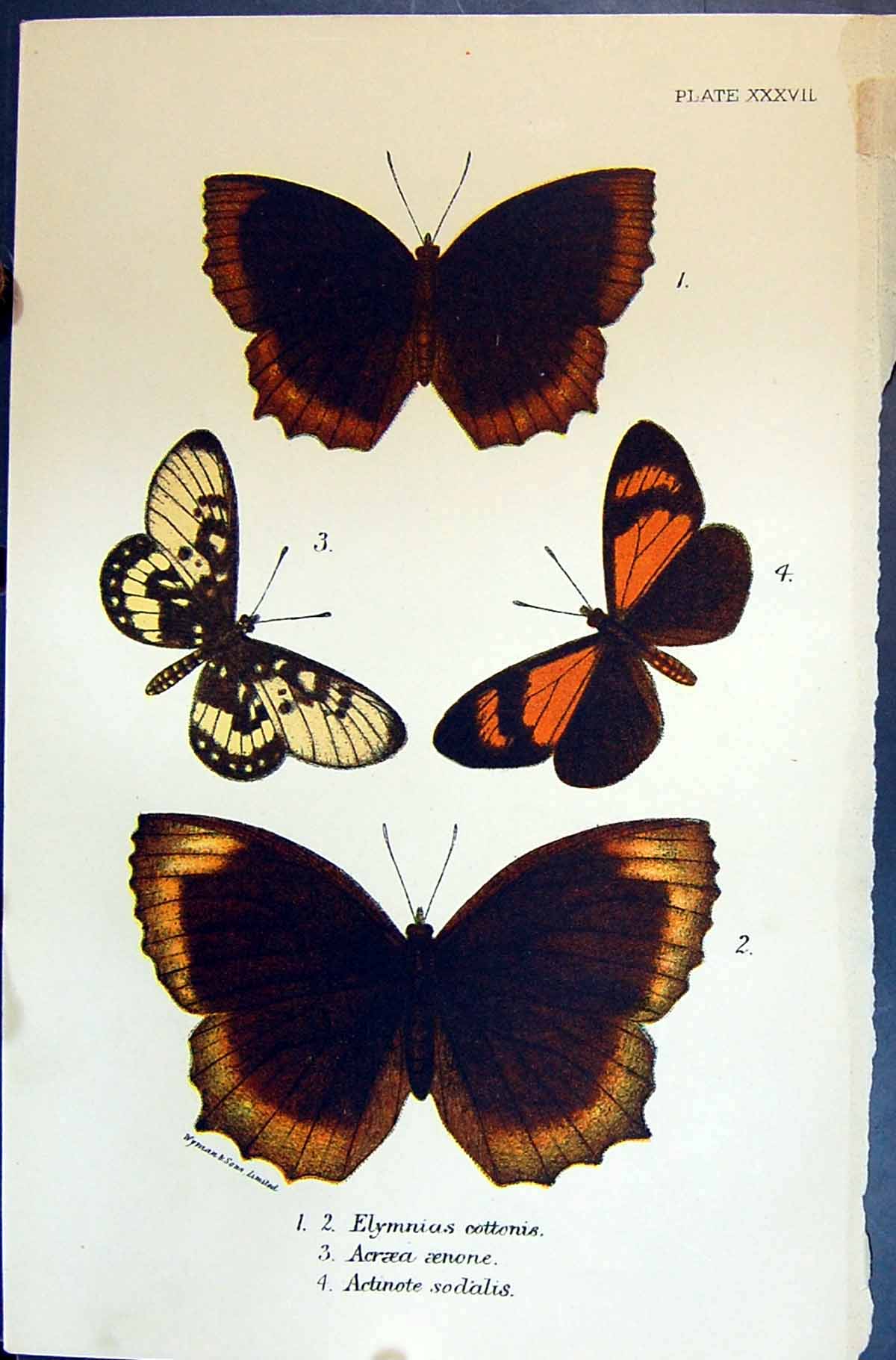 Old Elymnias Cottonis Acraea Aenone Actinote Sodalis Allen Kirby Butt