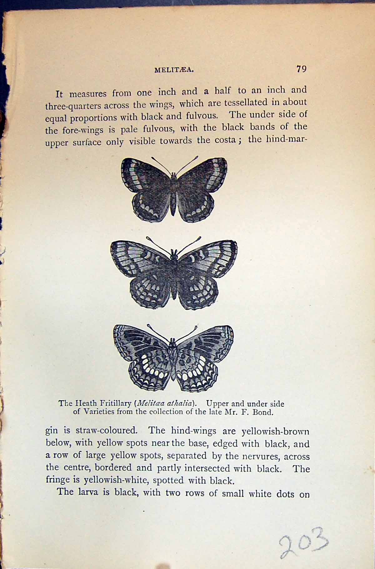 Old Print Allen Kirby Butterflies 1894 Heath Fratillary Melitaea Athalia 19th