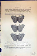 Antique Print Hipparchia Hyperanthus Varieties Allen Kirby Butterflies 1894