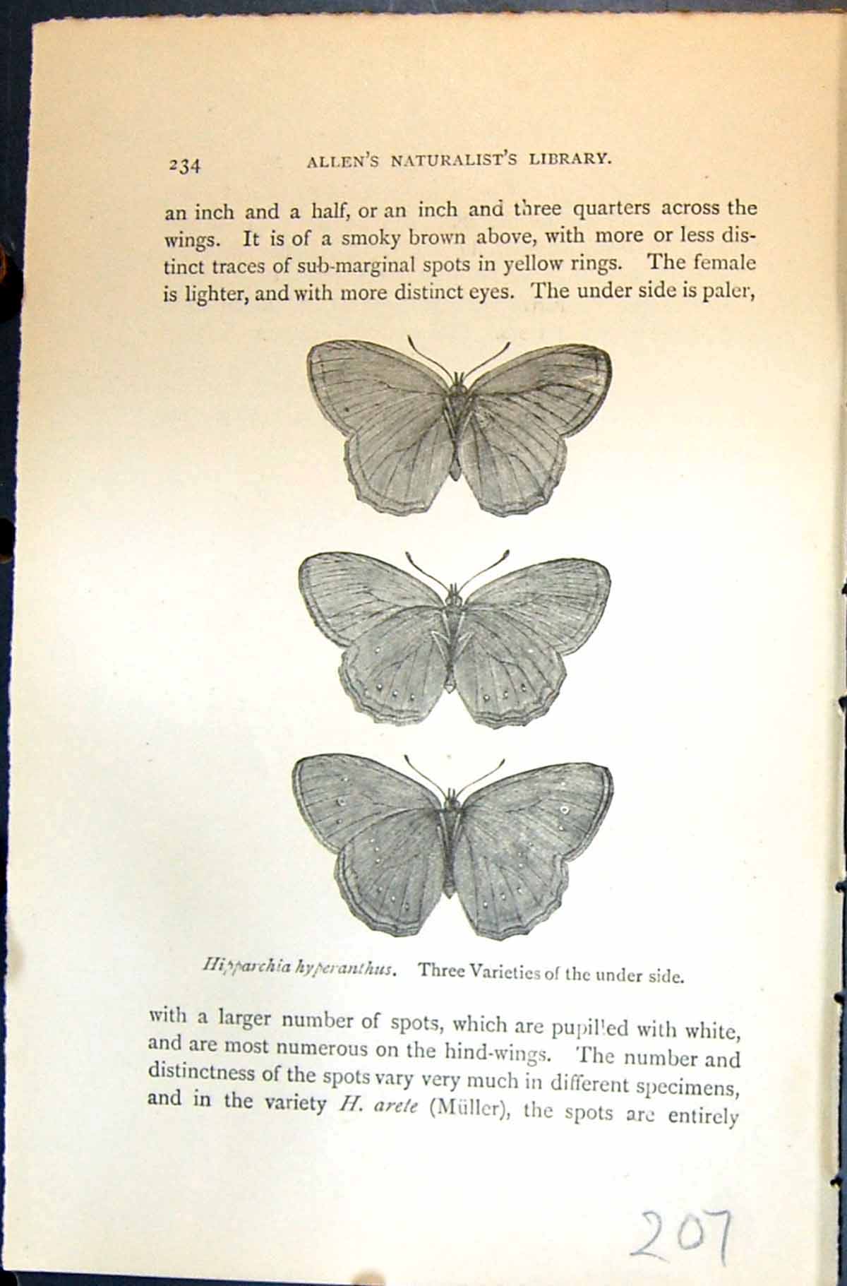 Old Hipparchia Hyperanthus Varieties Allen Kirby Butterflies 1894 Ref Victorian