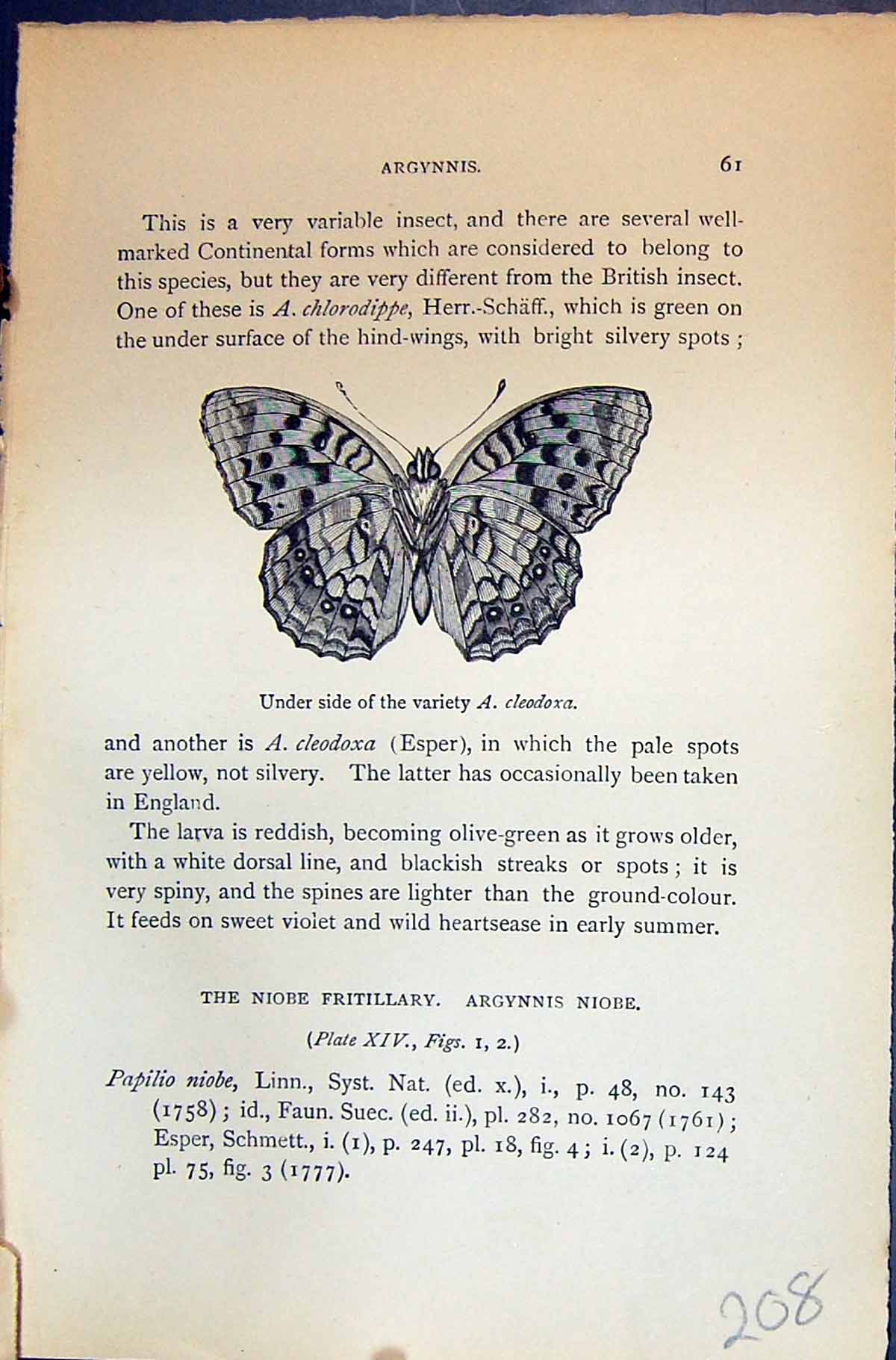 Antique Old Print Under Side Variety Cleodoxa Allen Kirby Butterflies 1894 19th