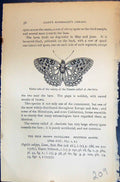 Old Allen Kirby Butterflies 1894 Under Side Variety Female Charlotta Victorian
