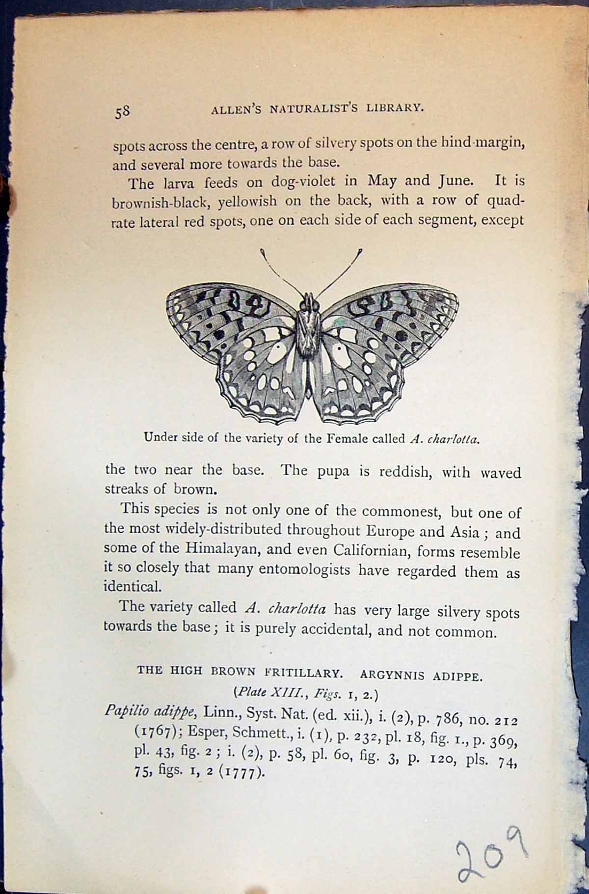 Old Allen Kirby Butterflies 1894 Under Side Variety Female Charlotta Victorian