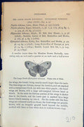 Old Large Heath Epinephele Tithonus Male Allen Kirby Butterflies 1894 Victorian