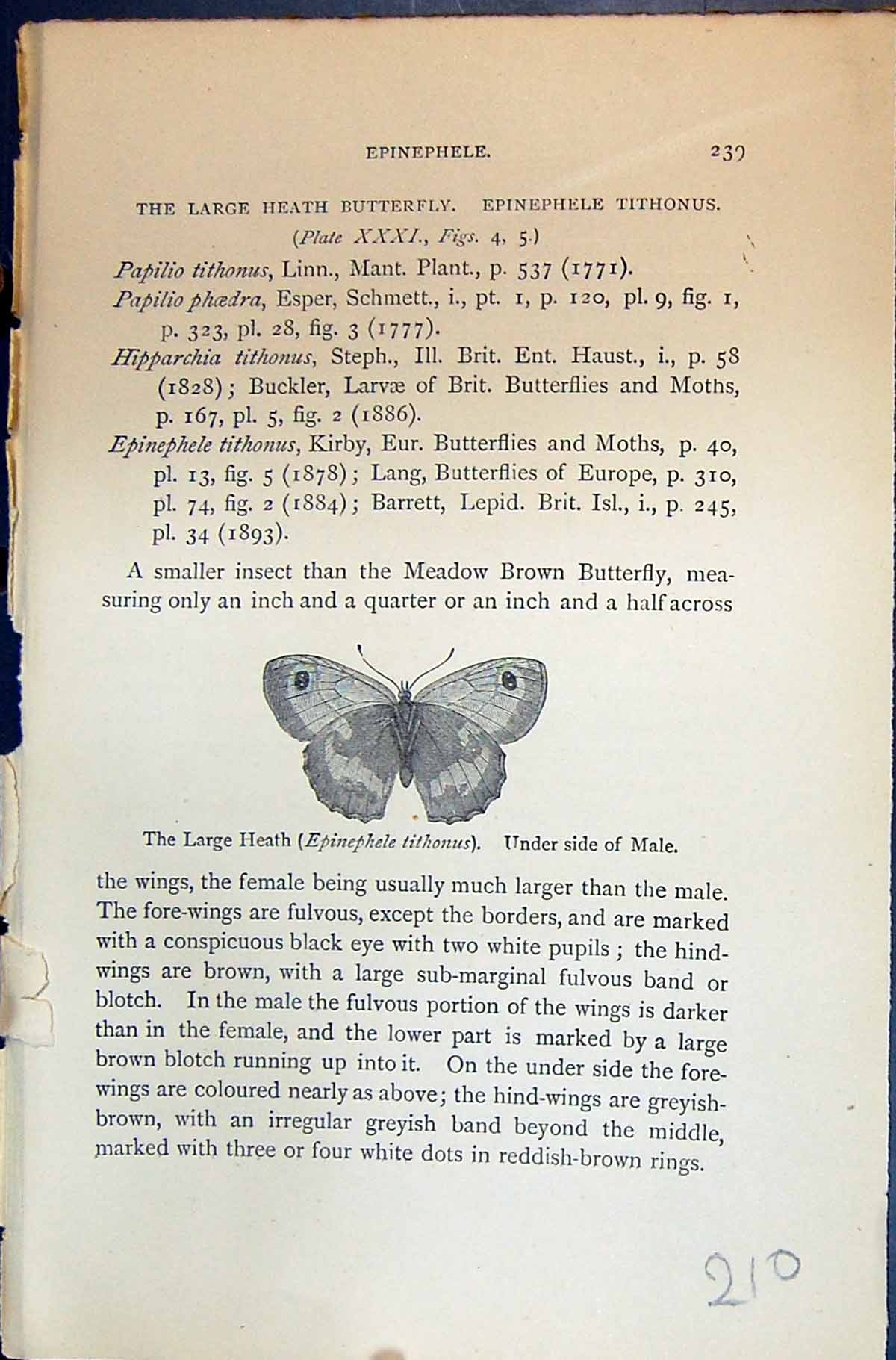 Old Large Heath Epinephele Tithonus Male Allen Kirby Butterflies 1894 Victorian