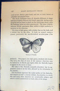 Old Allen Kirby Butterflies 1894 Meadow Brown Epinephele Janira Femal Victorian