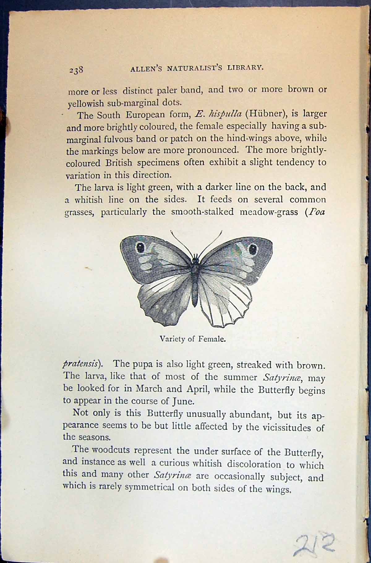 Old Allen Kirby Butterflies 1894 Meadow Brown Epinephele Janira Femal Victorian